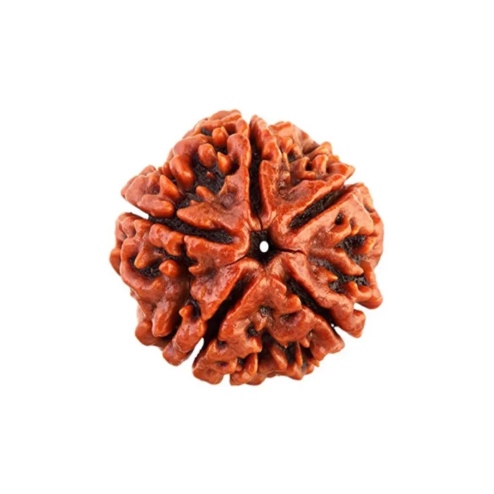 5 Mukhi Rudraksha